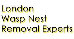 London Wasp Removal Experts