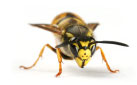 Highly Trained and Experienced Wasp Specialists