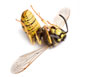 London Wasp Nest Removal Experts